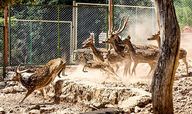 Antalya Doğal Yaşam Parkı, yeni yavrularla coşkulu bir bahar yaşıyor