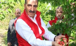 Milyonlarca kiraz ağacı ihracat rekoru kırmak için 1 hafta önceden meyvelerini verdi