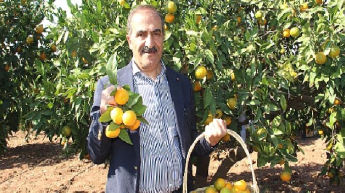 Narenciye sektörü KKTC’de görülen yeşillenme hastalığının Türkiye’ye sıçramaması için topyekûn mücadele istiyor