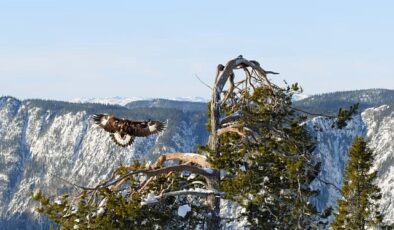 ‘Avrupa’nın Vahşi Doğası Özel’ 19 Mayıs ve 26 Mayıs Pazar 20.00’de National Geographic WILD Ekranlarında!