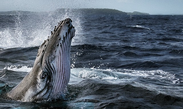 Dört Bölümlük ‘Balinaların Gizemli Dünyası’ 2 Haziran’da National Geographic WILD Ekranlarında Başlıyor!