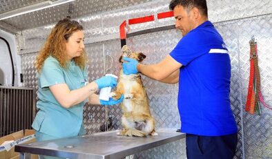 Muğla Büyükşehir Belediyesi’nin sahipsiz hayvanlara iç, dış parazit ve kuduz aşıları yapılması için hizmete aldığı Acil müdahale aracı ilçelerde hizmete başladı