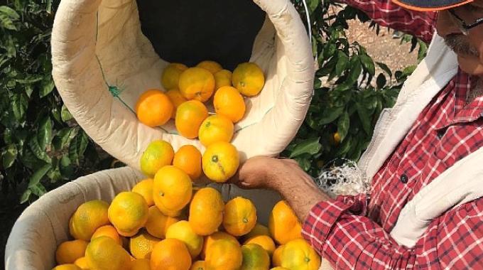 Türk narenciye sektörü, Irak’ı yakınlaştırdı ve yüzde 399’luk ihracat artış rekoru kırdı