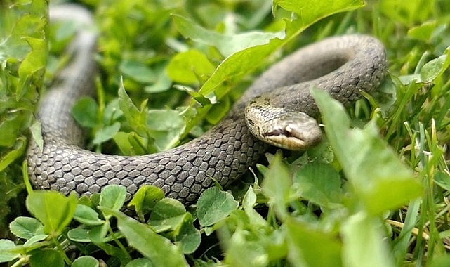‘Şehirdeki Yılanlar’ın 10. Sezonu 1 Temmuz’da National Geographic WILD Ekranlarında Başlıyor!